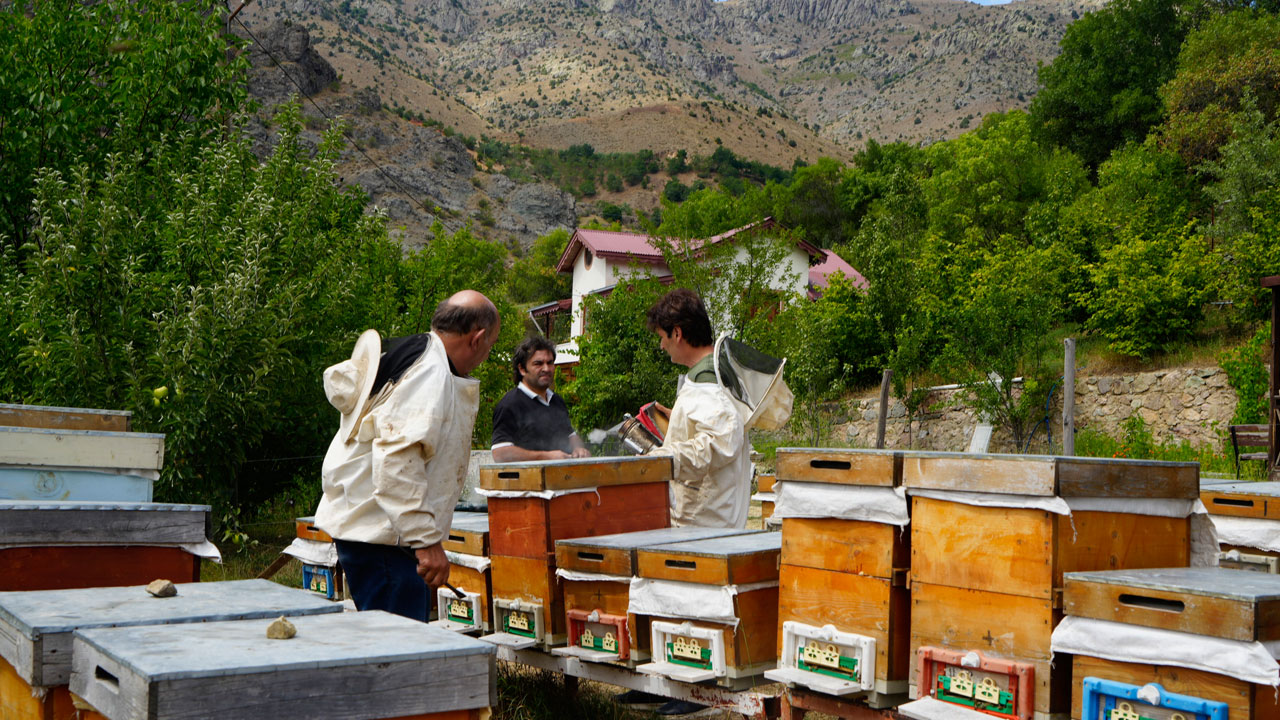 Foto - Anzer balına meydan okudu! Bu bal şifa saçıyor