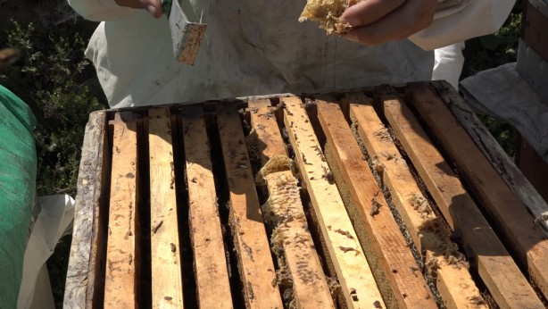 Foto - Anzer Balı'nda sağım tamamlandı