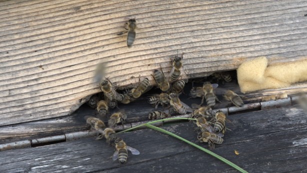 Foto - Anzer Balı'nda sağım tamamlandı