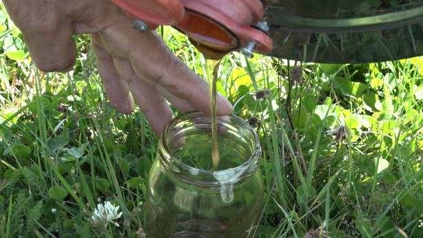 Foto - Anzer Balı'nda sağım tamamlandı
