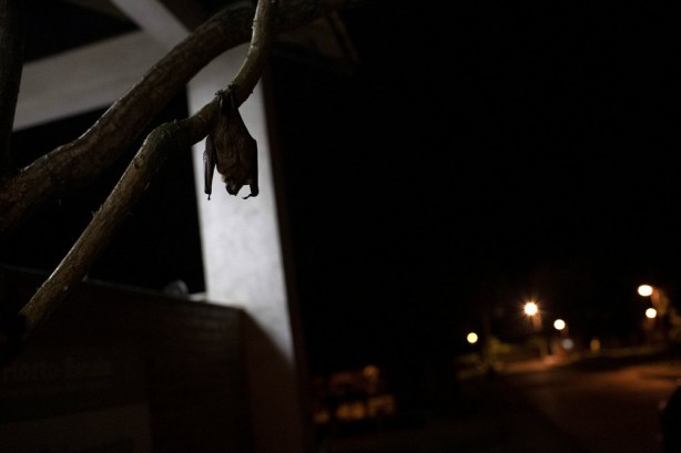 Foto - AP dünya gündemine oturan fotoğrafları geçti! Ormanda bulundu