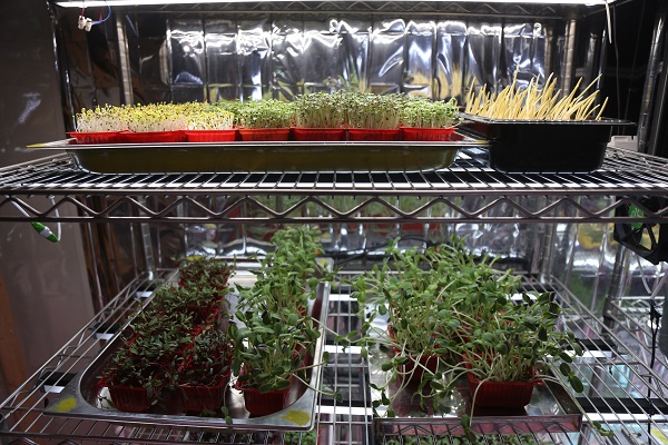 Foto - Apartman dairesinde üretiyor! 10 günde yetişiyor besin değeri 40 kat fazla