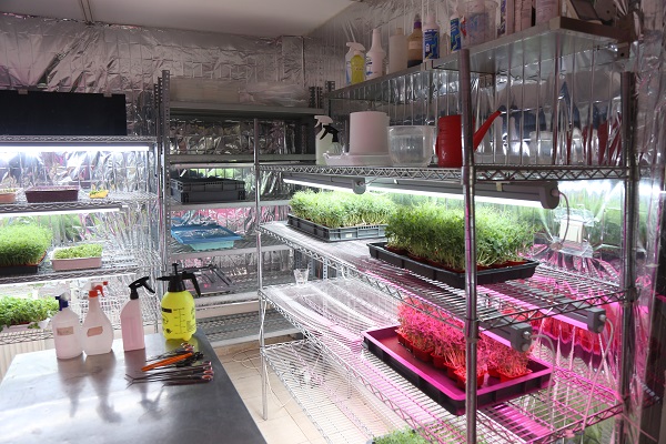 Foto - Apartman dairesinde üretiyor! 10 günde yetişiyor besin değeri 40 kat fazla