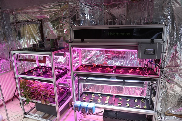 Foto - Apartman dairesinde üretiyor! 10 günde yetişiyor besin değeri 40 kat fazla