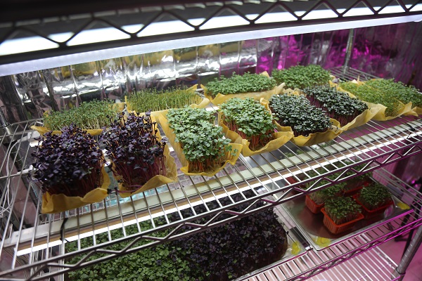 Foto - Apartman dairesinde üretiyor! 10 günde yetişiyor besin değeri 40 kat fazla