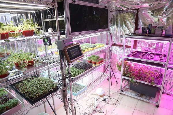 Foto - Apartman dairesinde üretiyor! 10 günde yetişiyor besin değeri 40 kat fazla