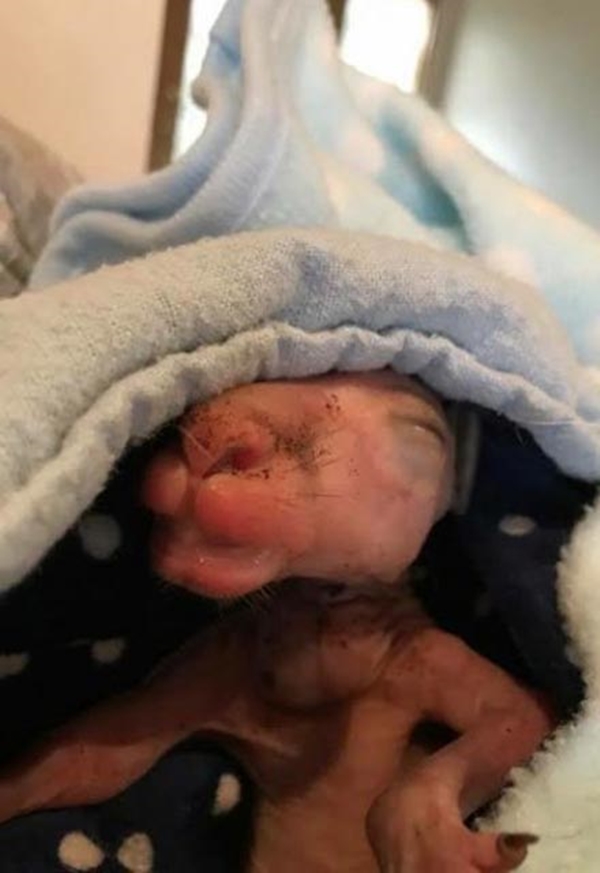 Foto - Arabanın çarpıp kaçtığı annenin karnından çıktı