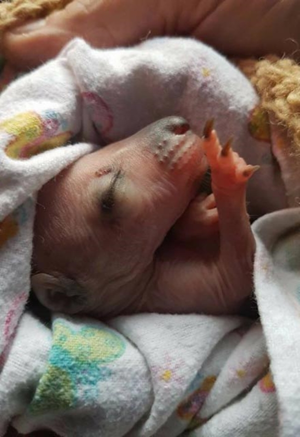 Foto - Arabanın çarpıp kaçtığı annenin karnından çıktı