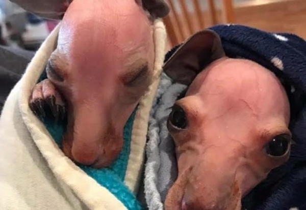 Foto - Arabanın çarpıp kaçtığı annenin karnından çıktı