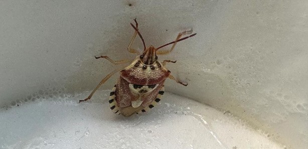 Foto - Arabasında buldu! İnsan yüzünü andıran böcek görenleri hayrete düşürdü