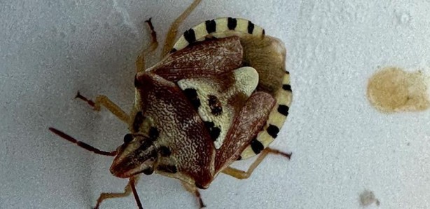 Foto - Arabasında buldu! İnsan yüzünü andıran böcek görenleri hayrete düşürdü