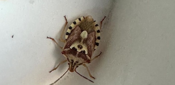 Foto - Arabasında buldu! İnsan yüzünü andıran böcek görenleri hayrete düşürdü