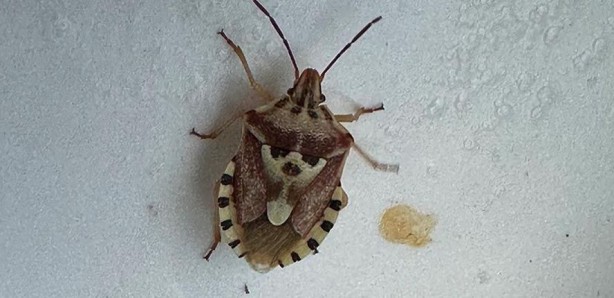 Foto - Arabasında buldu! İnsan yüzünü andıran böcek görenleri hayrete düşürdü