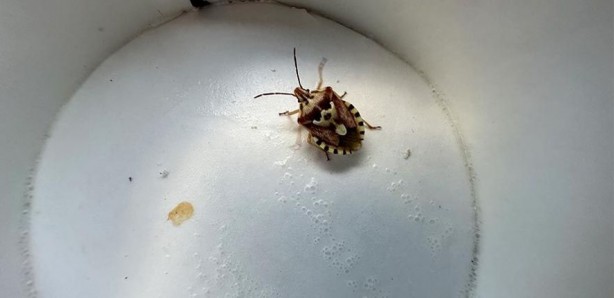 Foto - Arabasında buldu! İnsan yüzünü andıran böcek görenleri hayrete düşürdü