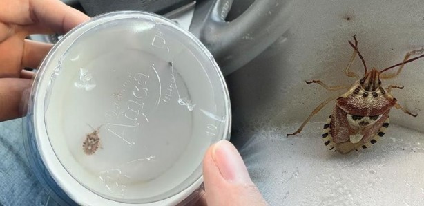 Arabasında buldu! İnsan yüzünü andıran böcek görenleri hayrete düşürdü