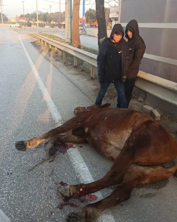 Foto - Araç çarpan atı yaşatmak için zamanla yarıştılar
