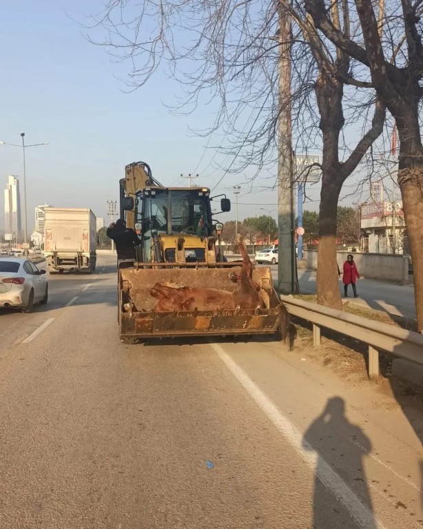 Foto - Araç çarpan atı yaşatmak için zamanla yarıştılar