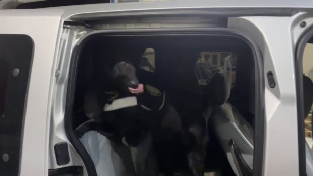 Aracın tavanında ele geçirilen şoke etti