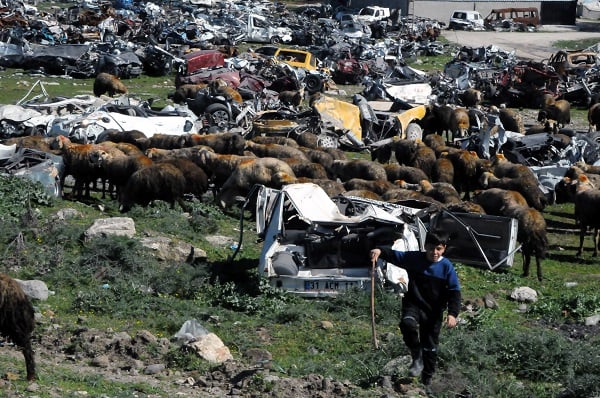 Araların koyunlar otluyor! Bu araçlar hala sahiplerini bekliyor
