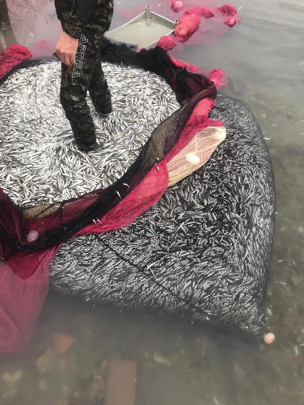 Foto - Aralık ayında 5 buçuk ton gümüş balığı yakaladılar