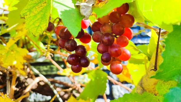 Foto - Aralık ayında şaşırtan görüntü... Görenler bir daha bakıyor