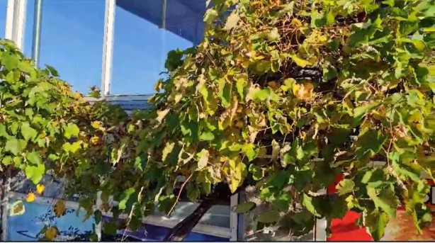 Foto - Aralık ayında şaşırtan görüntü... Görenler bir daha bakıyor