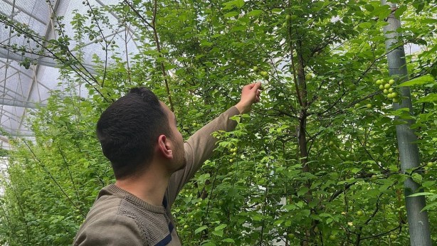 Foto - Arap şeyhleri gözünü Türkiye’ye dikti! Türk üreticinin o ürününden deli gibi almaya başladılar! Herkes şaşkın