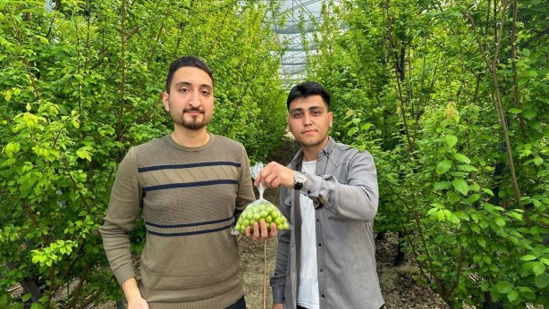 Foto - Arap şeyhleri gözünü Türkiye’ye dikti! Türk üreticinin o ürününden deli gibi almaya başladılar! Herkes şaşkın