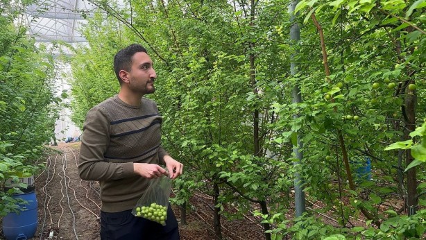 Foto - Arap şeyhleri gözünü Türkiye’ye dikti! Türk üreticinin o ürününden deli gibi almaya başladılar! Herkes şaşkın