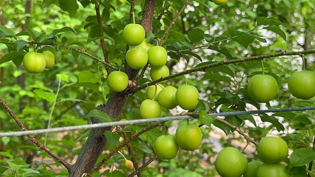 Foto - Arap şeyhleri gözünü Türkiye’ye dikti! Türk üreticinin o ürününden deli gibi almaya başladılar! Herkes şaşkın