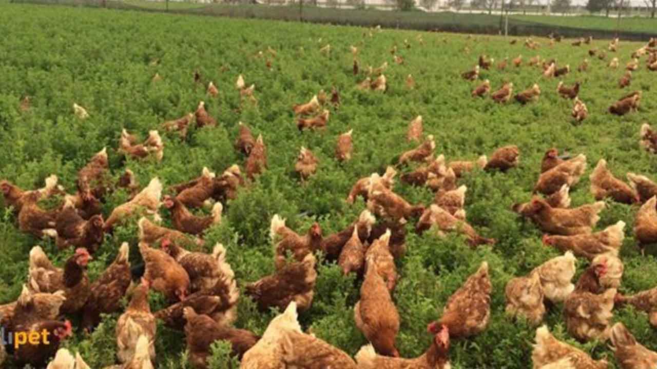 Foto - Arap ülkesi Türkiye'den tavuk ve yumurta alımını acil olarak durdurdu