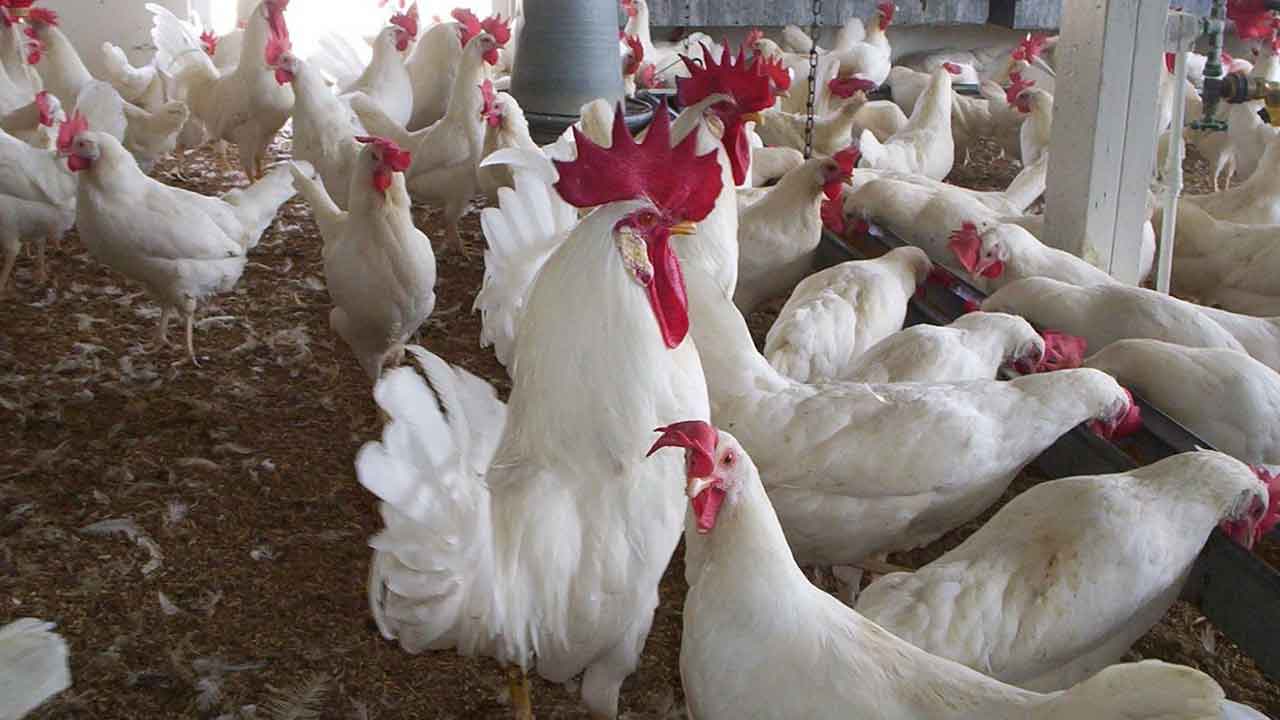 Foto - Arap ülkesi Türkiye'den tavuk ve yumurta alımını acil olarak durdurdu