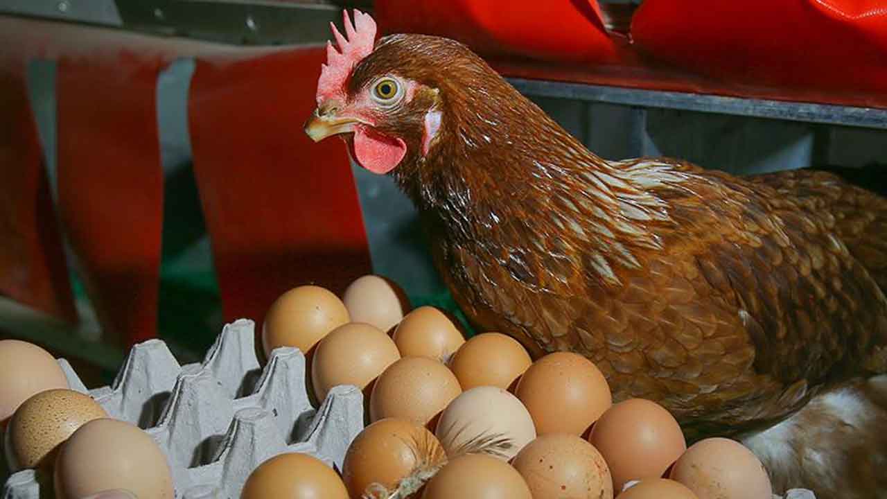 Arap ülkesi Türkiye'den tavuk ve yumurta alımını acil olarak durdurdu