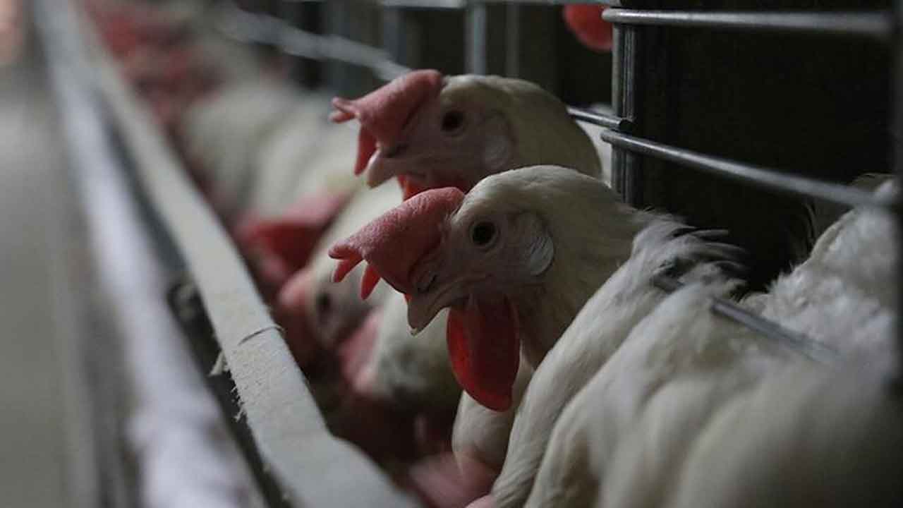 Foto - Arap ülkesi Türkiye'den tavuk ve yumurta alımını acil olarak durdurdu