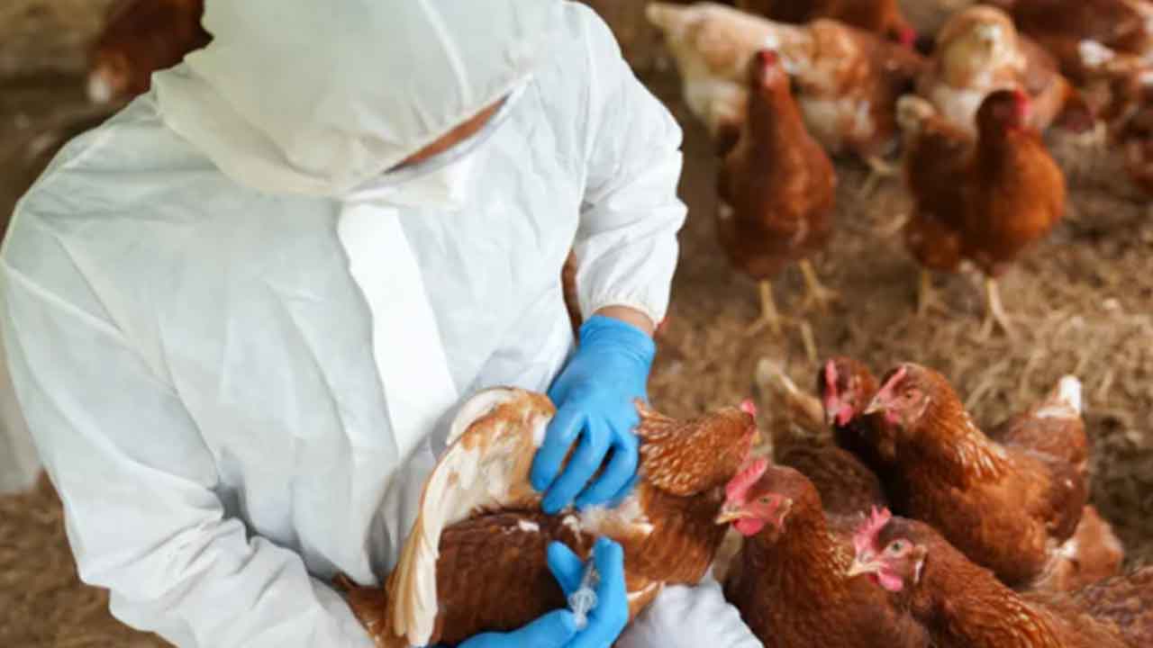 Foto - Arap ülkesi Türkiye'den tavuk ve yumurta alımını acil olarak durdurdu