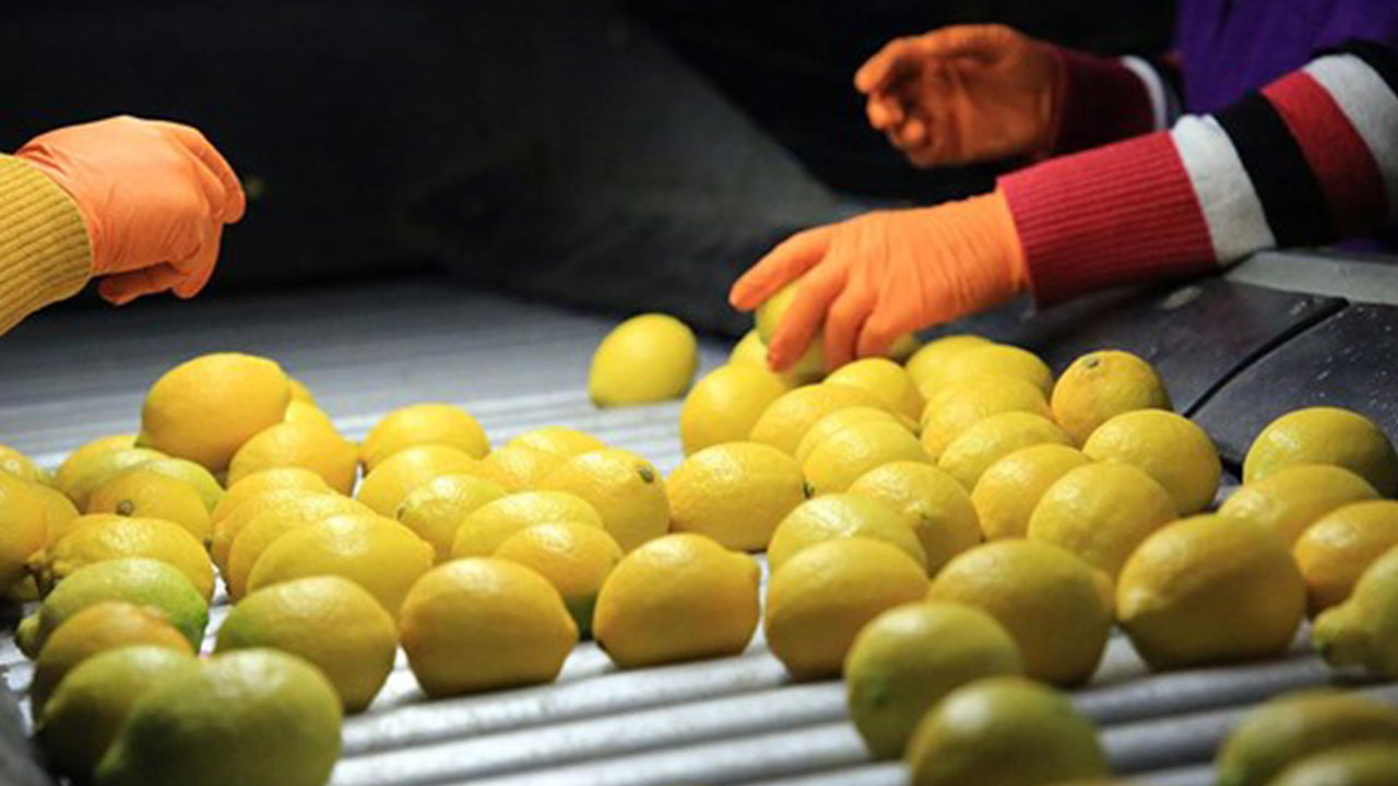 Foto - Arap ülkesinden çılgın Türkiye kararı! Ankara'dan tonlarcasını istediler, 'çıkanı yollayın' diyorlar