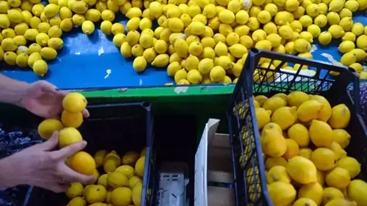 Foto - Arap ülkesinden çılgın Türkiye kararı! Ankara'dan tonlarcasını istediler, 'çıkanı yollayın' diyorlar