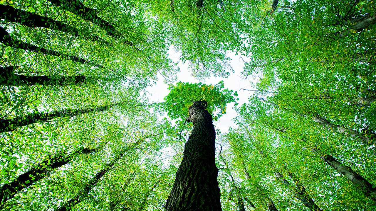 Foto - Araştırma kanıtladı! Sadece 15 dakika yeterli oluyor