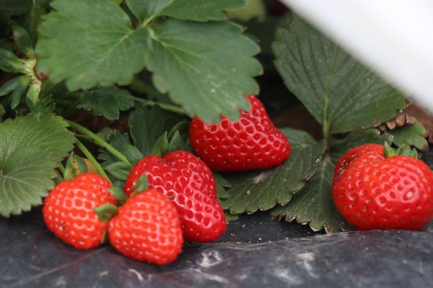 Foto - Araştırma meyvesini verdi! 250 bin lira yatırdı sonuç müthiş