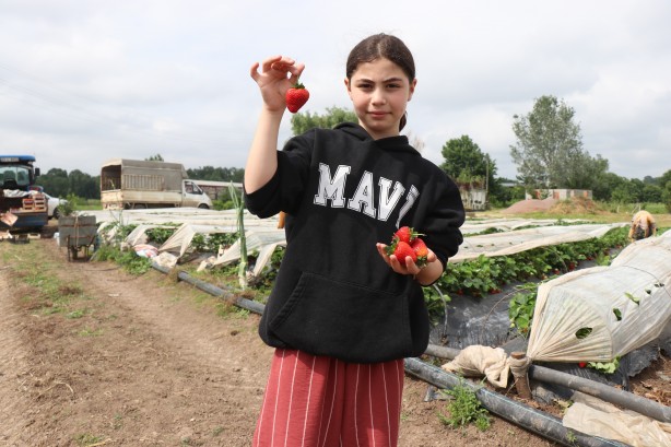 Foto - Araştırma meyvesini verdi! 250 bin lira yatırdı sonuç müthiş