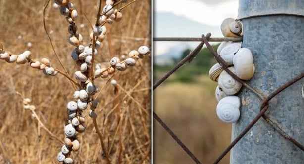 Foto - Araştırmacılar uyardı, büyük bir tehdit oluşturuyorlar! Sahiplerini öldürüyorlar, tarım alanlarını istila ediyorlar