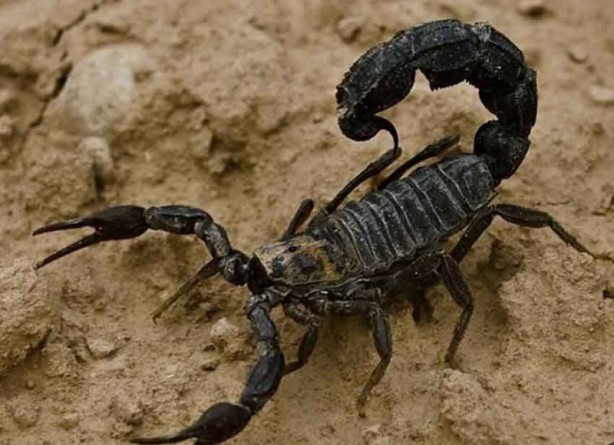 Foto - Araştırmacılar uyardı, büyük bir tehdit oluşturuyorlar! Sahiplerini öldürüyorlar, tarım alanlarını istila ediyorlar