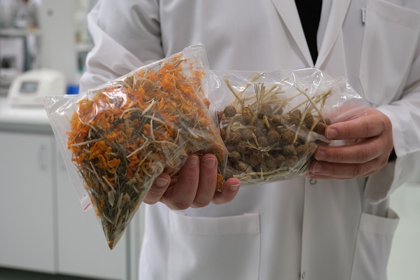 Foto - Araştırmalar tamamlandı! Bu bitki adeta şifa dağıtıyor