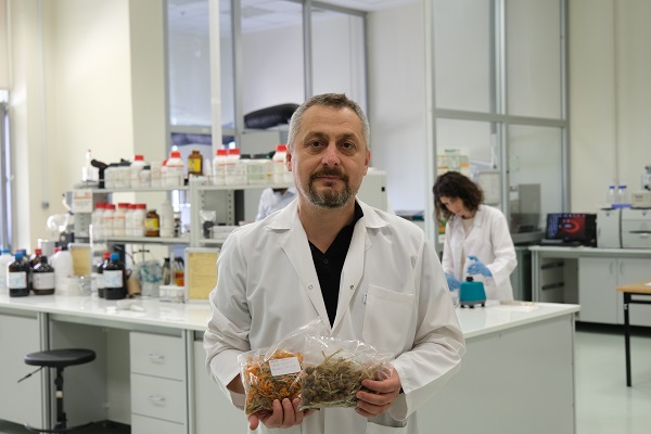 Foto - Araştırmalar tamamlandı! Bu bitki adeta şifa dağıtıyor