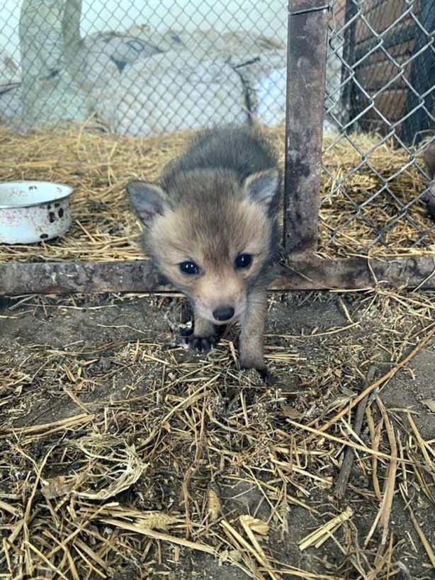 Foto - Arazide bulunan tilki yavruları koruma altına alındı