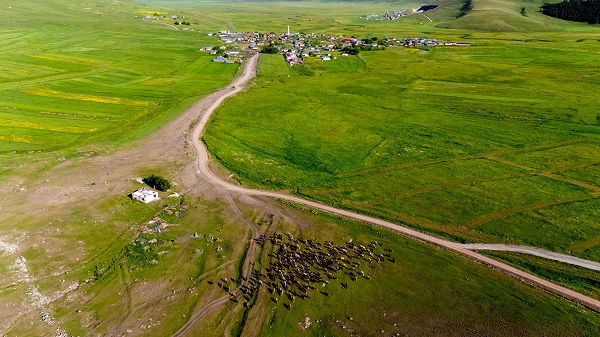 Foto - Ardahan adeta yeşile büründü
