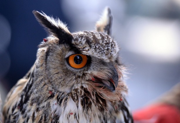 Foto - Ardahan Valisi, tedavisi tamamlanan puhu kuşunu doğaya saldı
