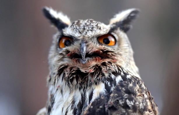 Foto - Ardahan Valisi, tedavisi tamamlanan puhu kuşunu doğaya saldı