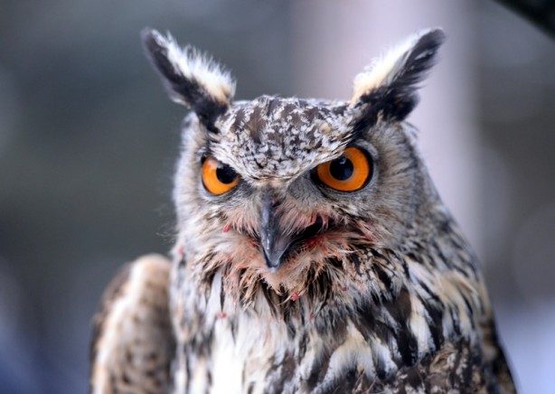 Ardahan Valisi, tedavisi tamamlanan puhu kuşunu doğaya saldı