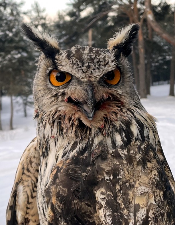 Foto - Ardahan Valisi, tedavisi tamamlanan puhu kuşunu doğaya saldı